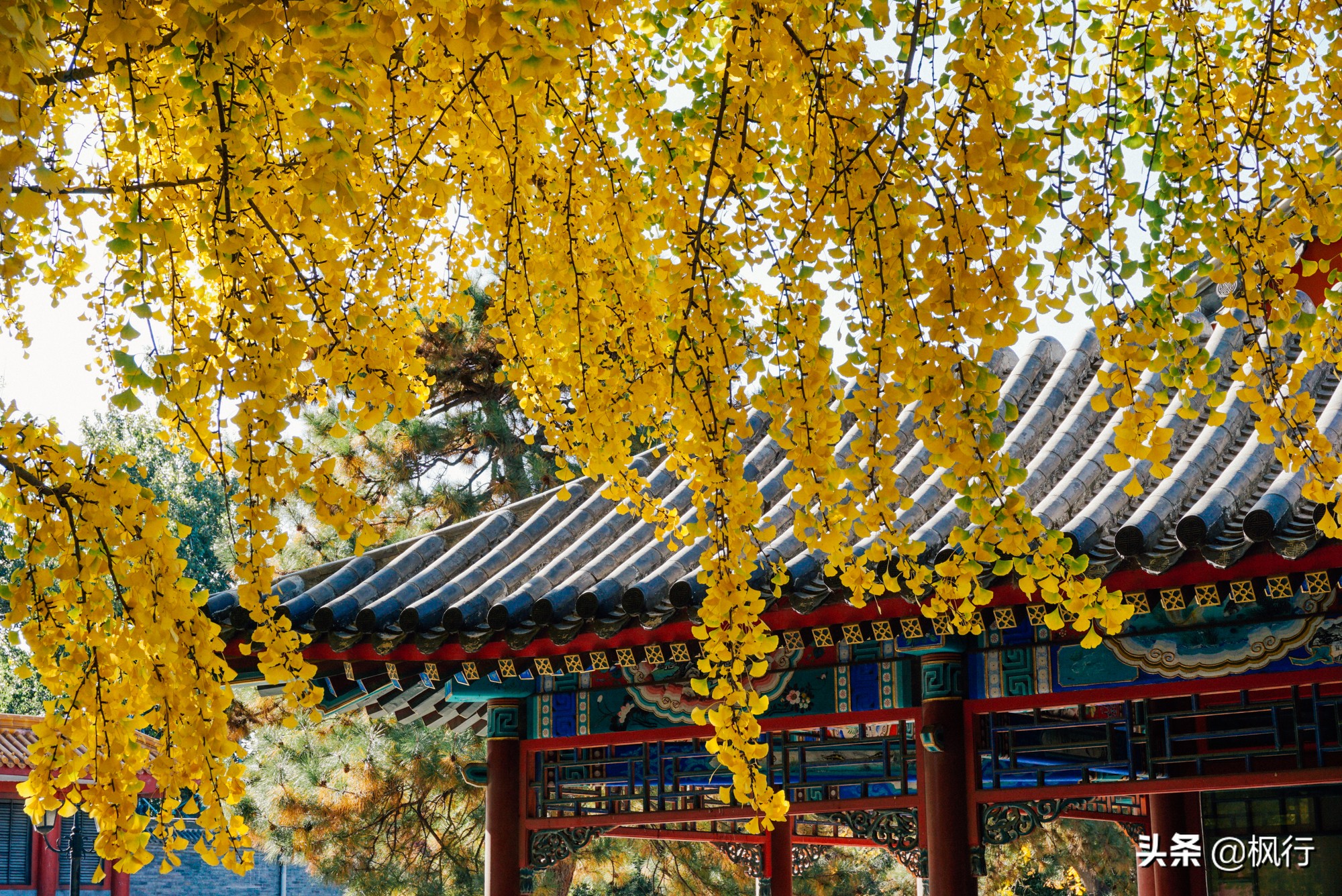 北京18个看银杏的好地方在哪,北京八大处看银杏攻略