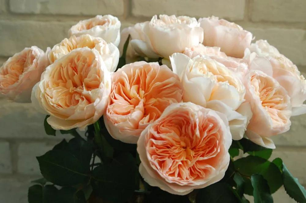 花店必备的5款玫瑰,花店最常用什么品种的玫瑰花