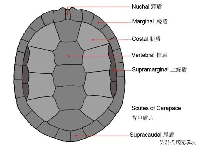 普通买的那种龟长什么样子,什么样的龟最值钱