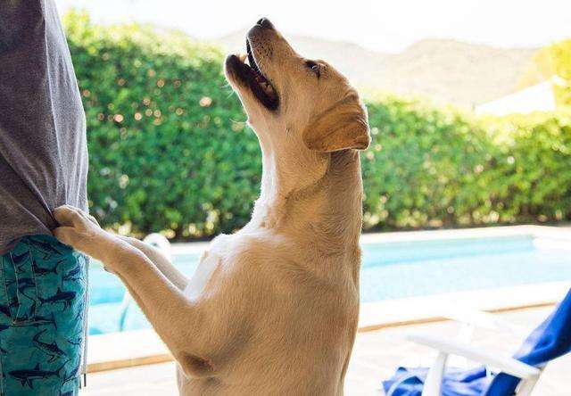 十大最省心狗排名约克夏,建议懒人穷人养的10种狗