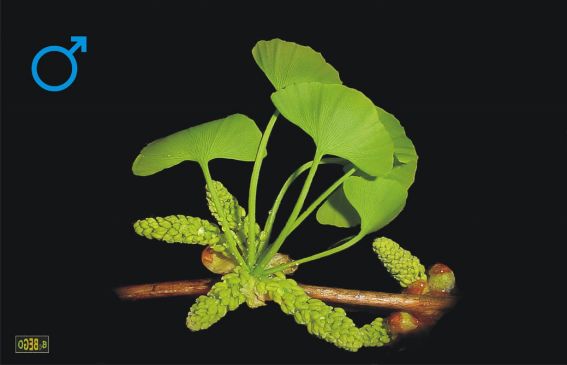 给秋天带来韵味的银杏树，在荷兰竟然人嫌狗不待见