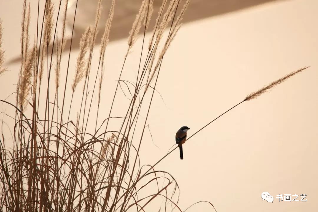 有芒的麦子和无芒的麦子,有芒刺的稻子