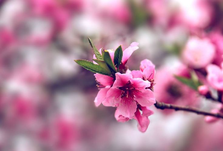 【诗词鉴赏】春风十里桃花灼灼我在诗词的世界里等你！