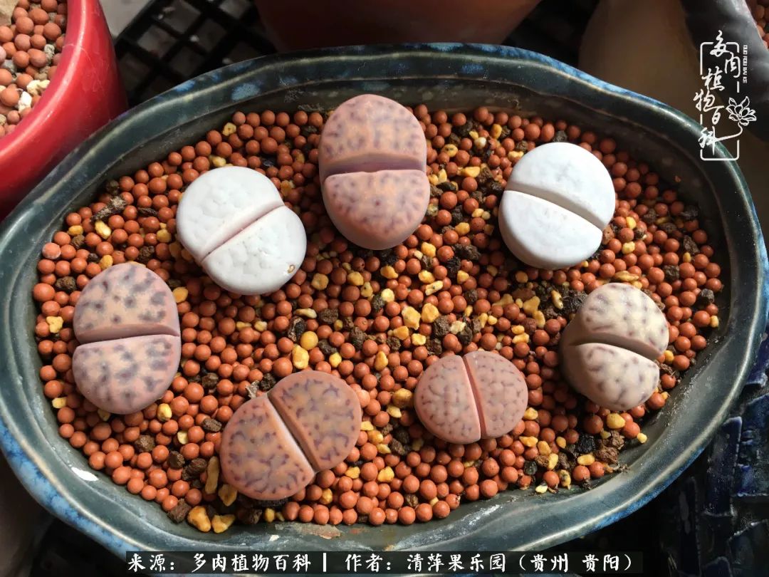 生石花庭院,晶莹剔透的生石花