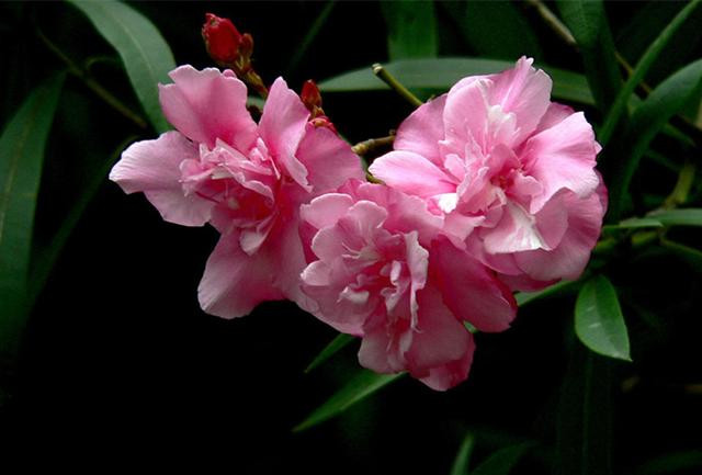 被剧毒毁了名声的宝藏工具树，除了毒你真的找不到它别的黑点