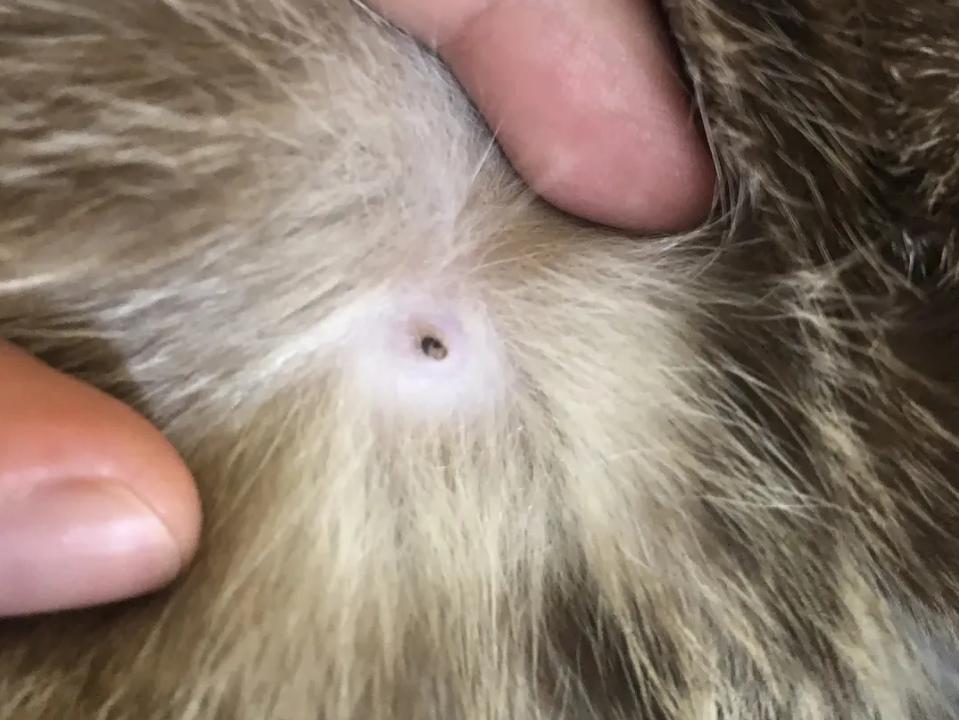 我差一点，让猫咪痛失乳头