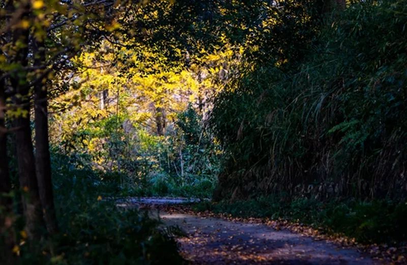 金黄色警报,黄色警报镜头