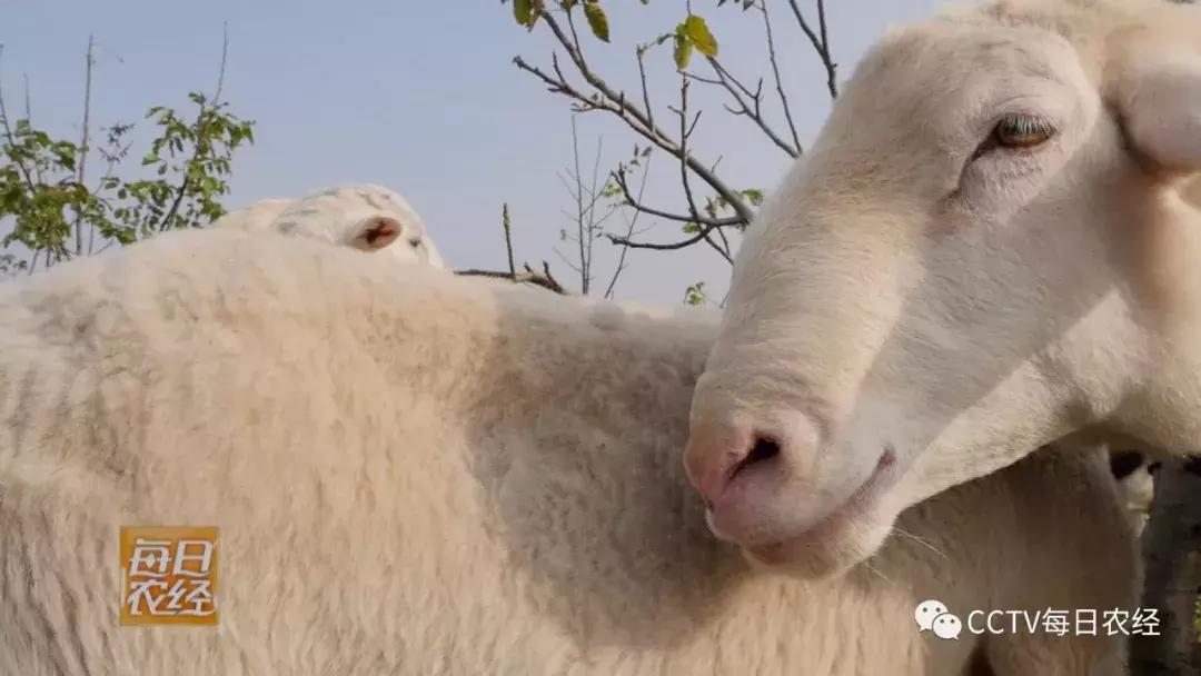 吃得了杜仲，卖的出价钱的羊