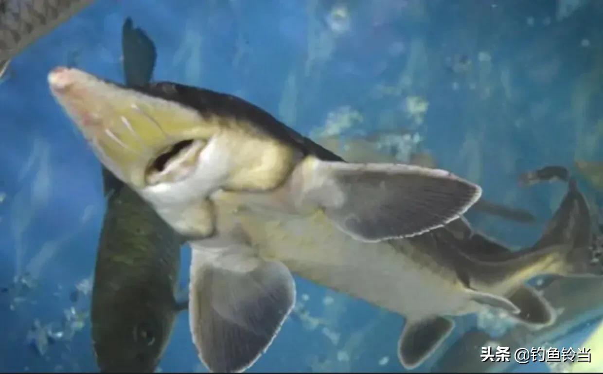 达氏鳇鱼长江也有吗,达氏鳇鱼简介