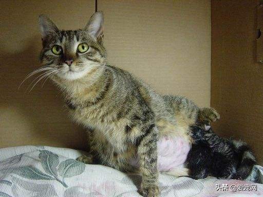 铲屎官们注意了你需要了解猫咪的生产过程一起涨知识