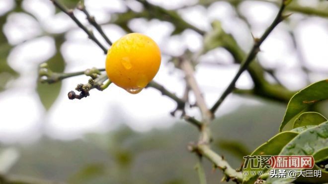 小康来敲门生态养羊,小康来敲门脱贫