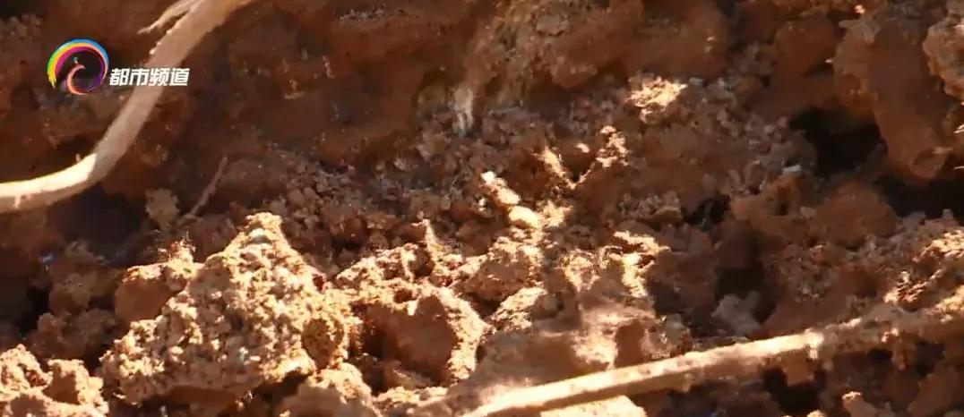 被广东的红火蚁咬了用什么药,多名村民被红火蚁咬伤