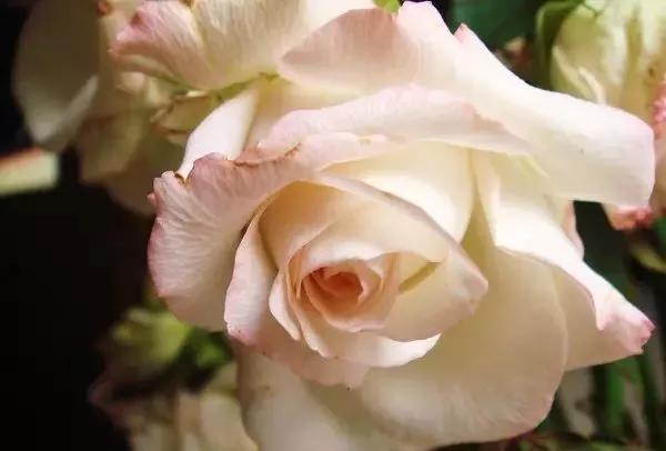 给大家介绍一下玫瑰品种,玫瑰的品种及特点介绍