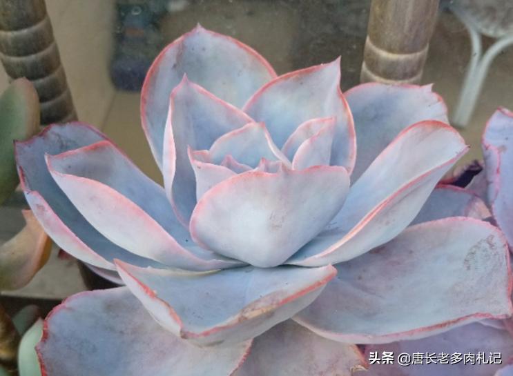 几款好看的厚叶型多肉,超大型多肉薄叶三仙广寒宫