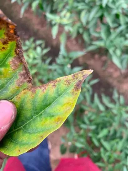 难缠的辣椒炭疽病，最全讲解在这里