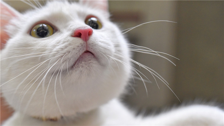 如何从猫咪的叫声中听懂信息,解读猫咪的各种叫声