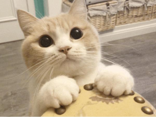 养猫40条常识猫咪生病的症状,新手养猫攻略常见的猫咪疾病篇