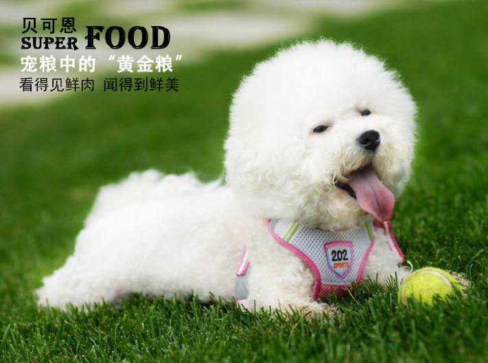 狗狗骨膜炎症状及治疗,狗狗胸膜性肺炎打什么针