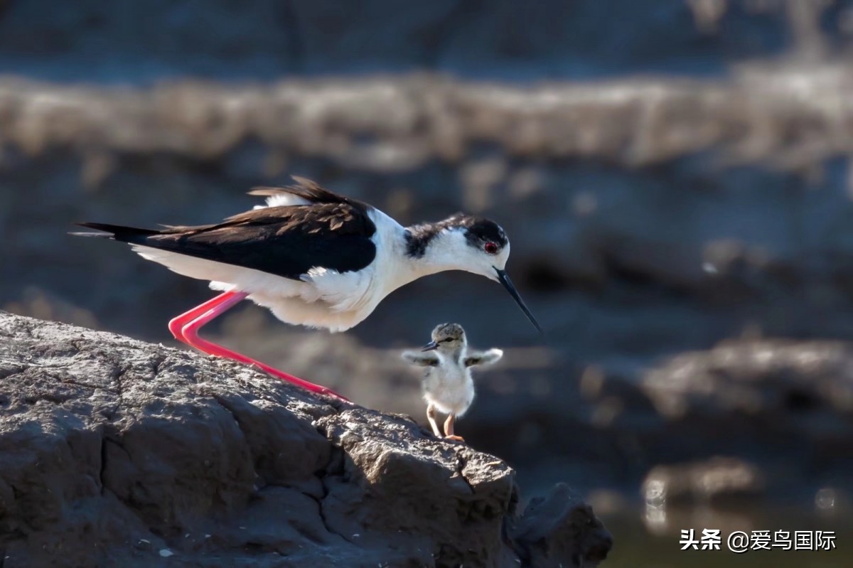 观鸟大年,观鸟大年免费
