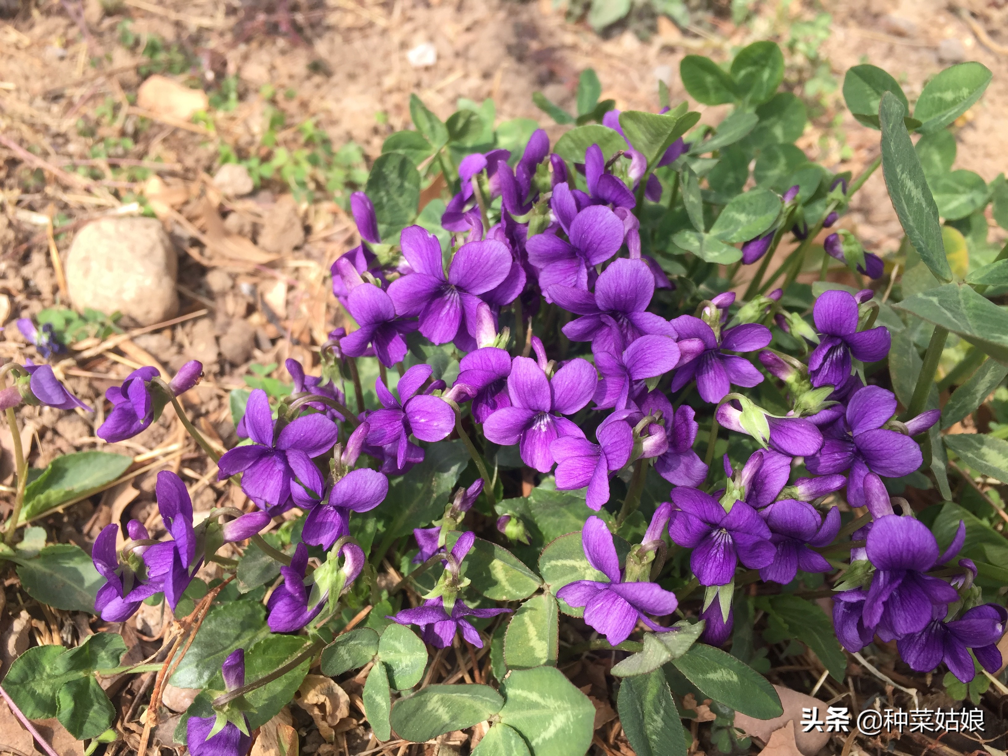 野生蒲公英种子播种方法全过程,蒲公英种子怎样播种怎样移栽