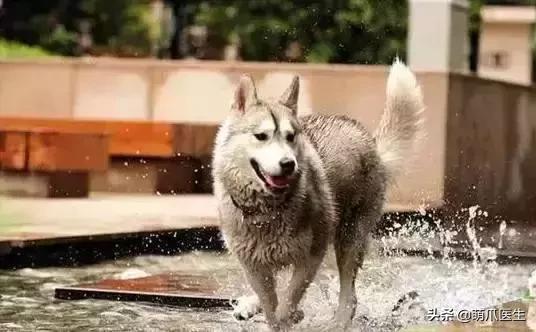 带宠物住宿酒店,带宠旅行酒店