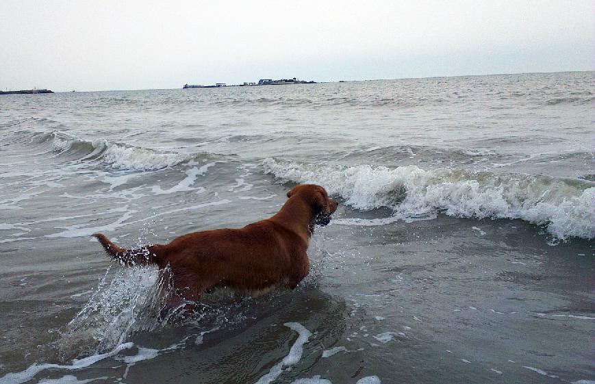 带狗狗旅行必备清单,狗狗也可以去的海边