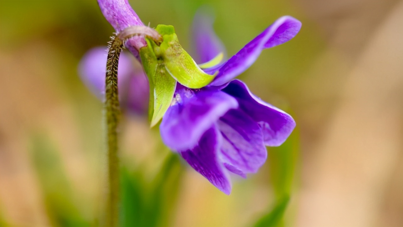 天蝎女喜欢突如其来的惊喜吗,天蝎女对喜欢的人制造惊喜