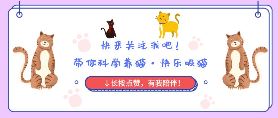 猫咪身上哪些部位不能碰水,猫咪身上的四个弱点