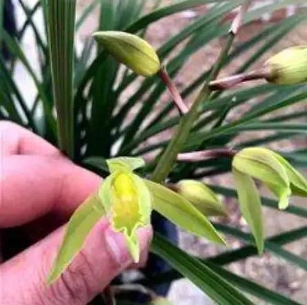 最贵的兰花价格排行榜前十名,2021年最贵兰花成交价格