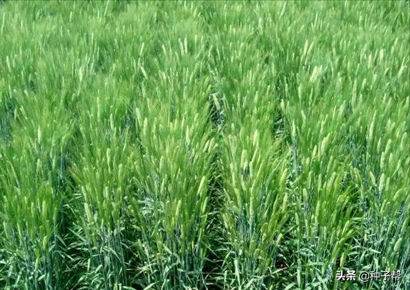 饲用大麦品种,饲用大麦种子