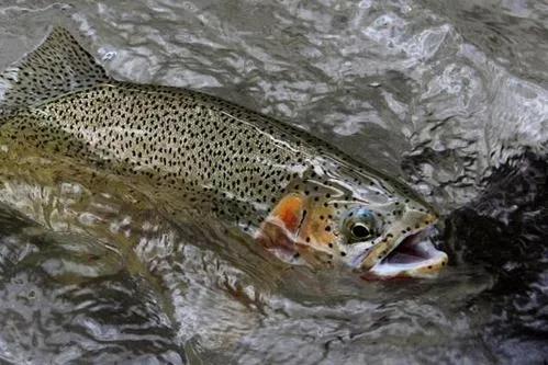 名贵的六种鱼你吃过几种,20种名贵海鱼