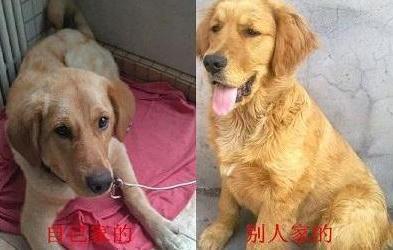 如何判断金毛真假,怎样区分金毛真假