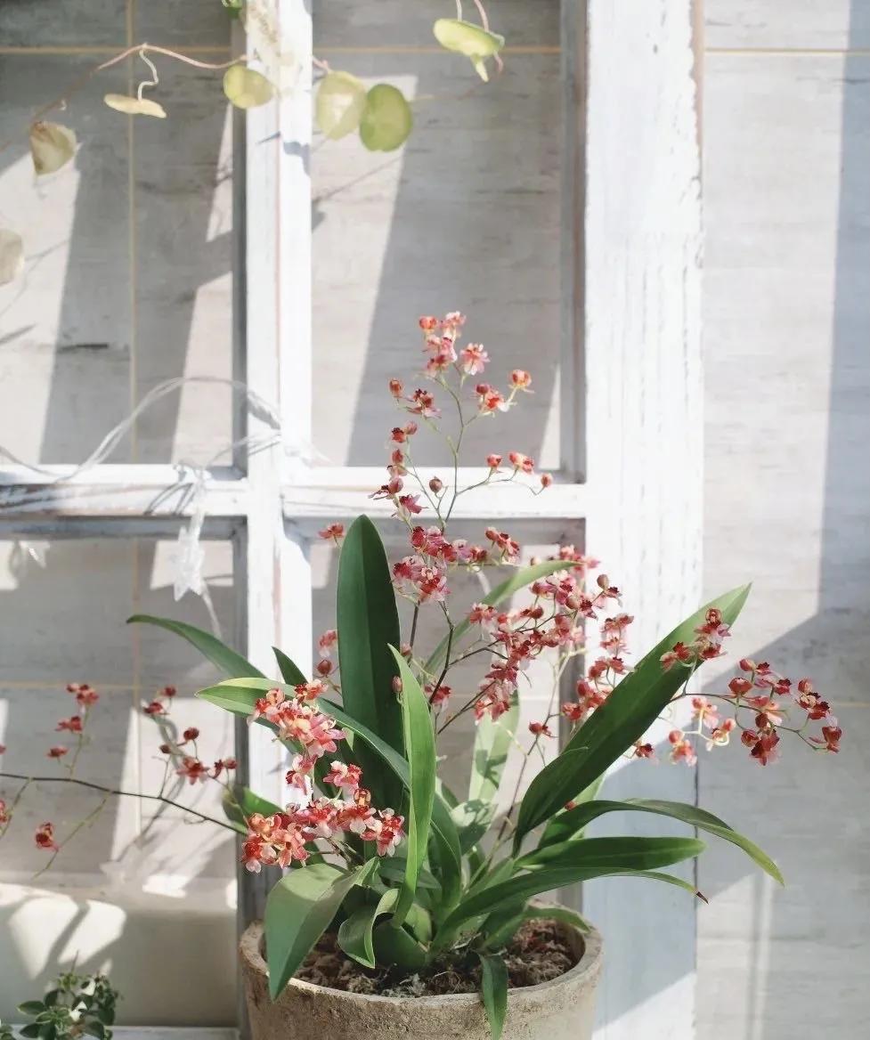 梦香兰的养殖方法,梦香兰花苗