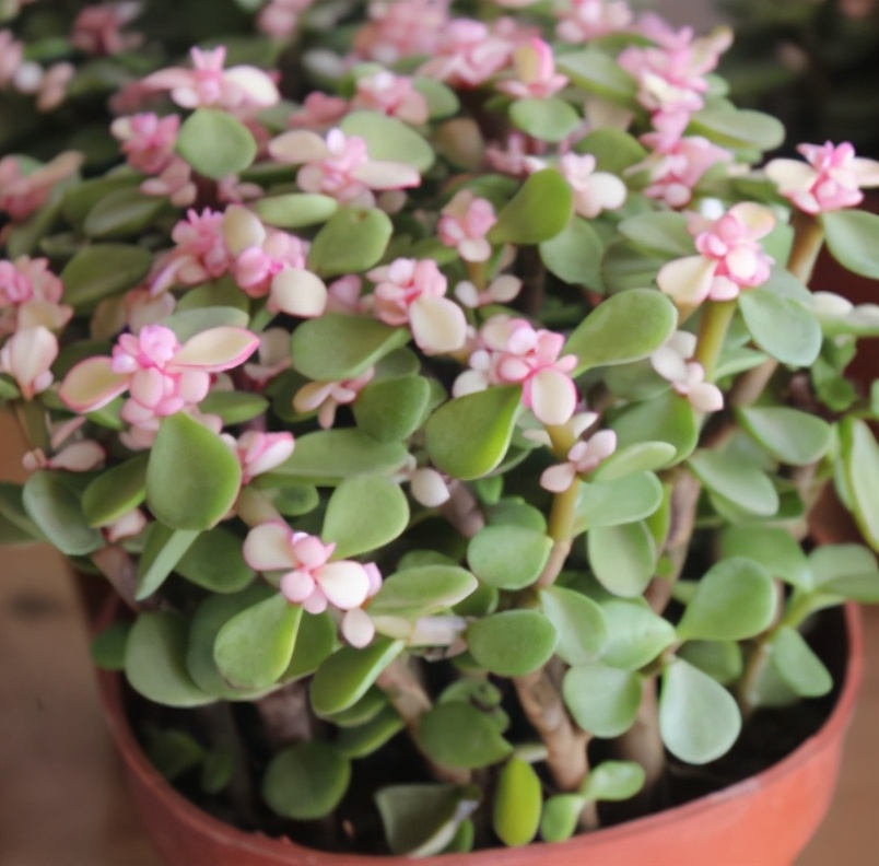 金枝玉叶过冬怕什么,金枝玉叶怕过冬吗