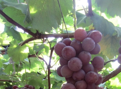 葡萄叶子发黄用什么农药,葡萄叶子发黄打啥农药好