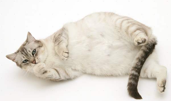 猫咪怀孕每天上蹿下跳会流产吗,猫咪流产怎么帮忙排出死胎