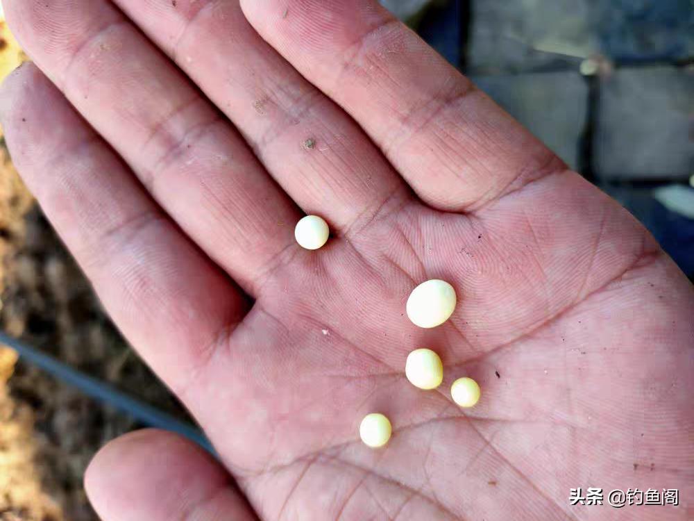 不花一分钱拿蓝鲫,不花一分钱钓鱼