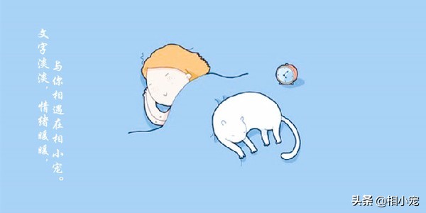 茶杯犬萌宠图片大全,茶杯犬排行榜