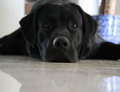 拉布拉多为什么不建议养黑色的,拉布拉多黑色性格好吗