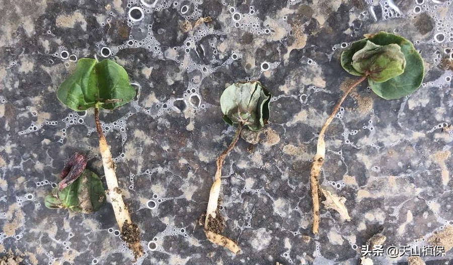 棉苗病害最佳治疗方法,棉苗药害死亡