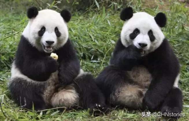 熊猫贝贝回国后的生活,和平大使熊猫