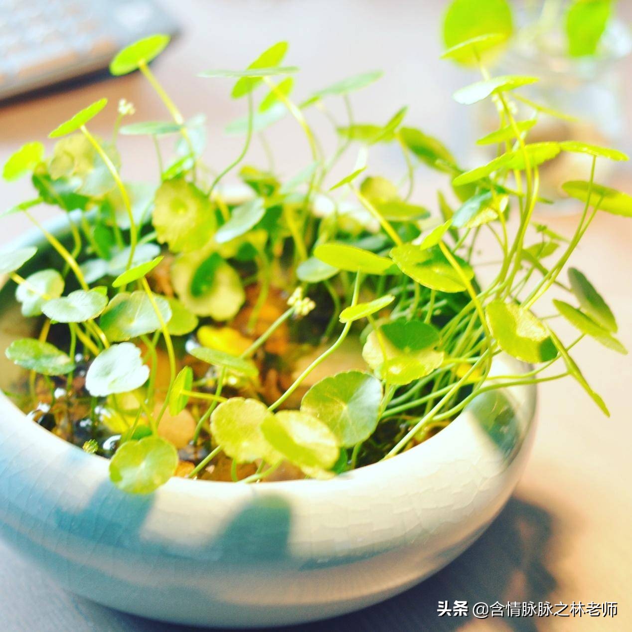 家里植物长得不好有什么说法,家里什么植物都养不好是什么原因