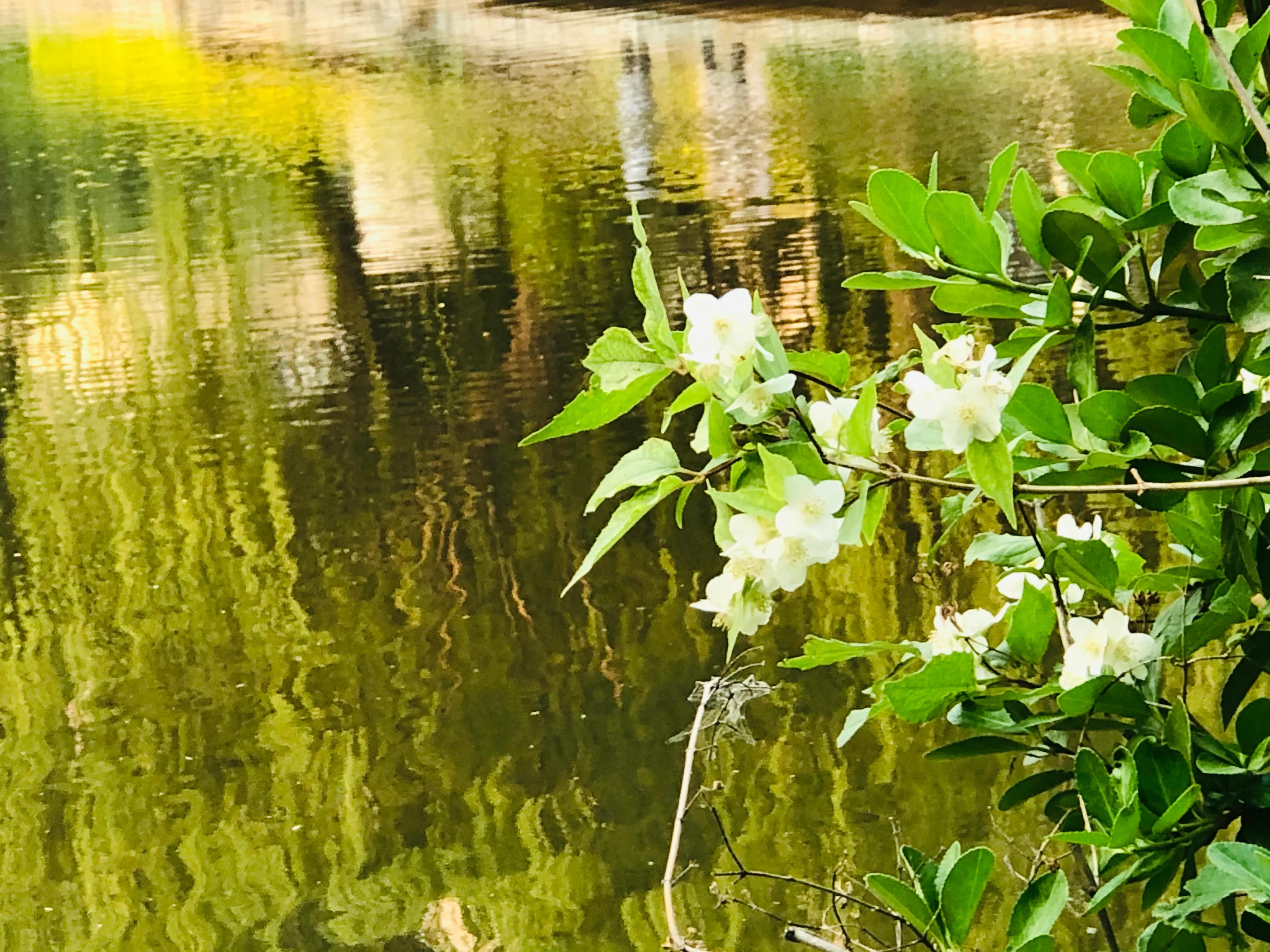 具有传奇故事的太平花你听说过吗？见过吗？
