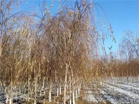 战疫助农滞销品突然销售火爆,战疫助农数据