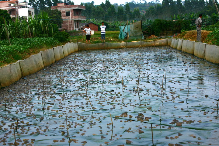 80后创业养殖青蛙视频,农民养青蛙致富项目