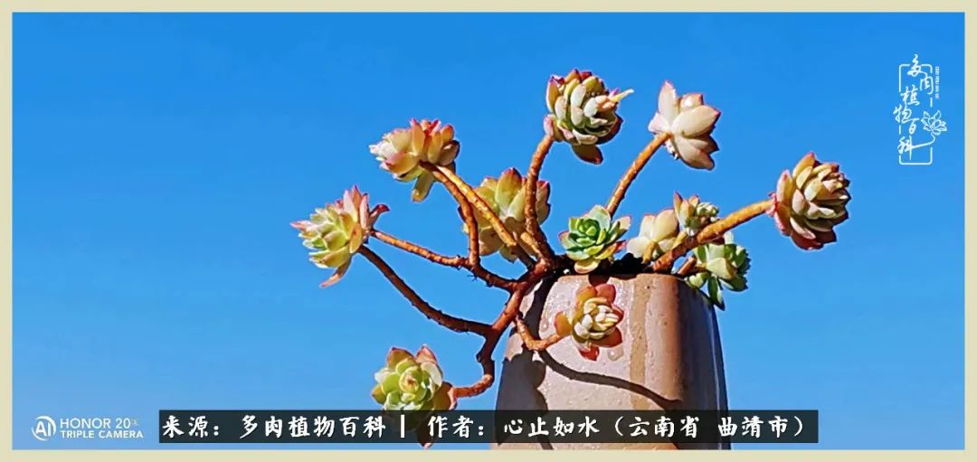 景德镇精品拇指多肉盆,轻奢多肉拇指盆3.5