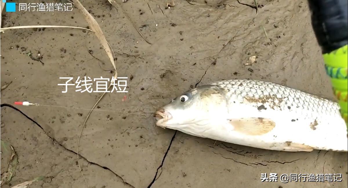 无漂线组,无漂钓鱼线组的制作