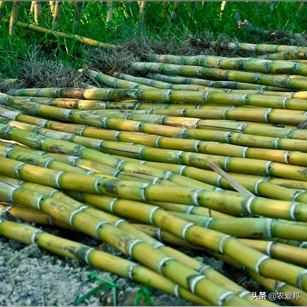 绿皮甘蔗和紫皮甘蔗煮水的区别,绿皮甘蔗与紫皮甘蔗的区别是什么
