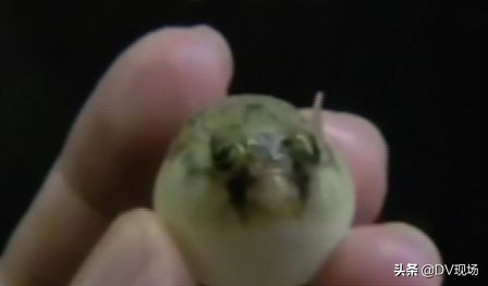 9岁娃吃了这道菜心脏骤停！医生：比氰化钠毒1200倍