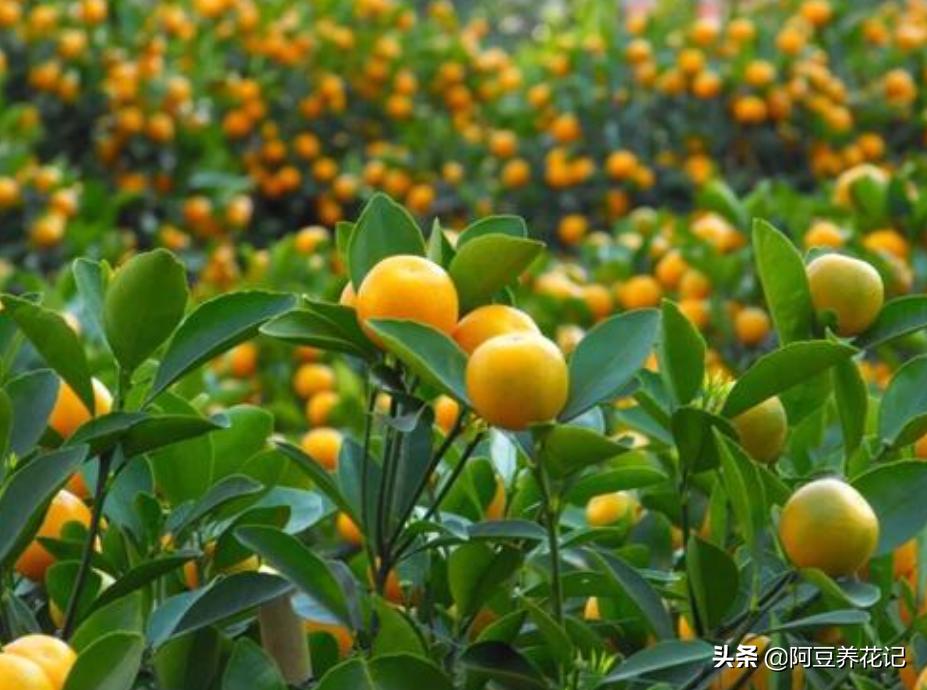 养了4年的金桔树为何不开花结果,盆栽金桔不修剪会怎么样